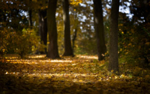 Landschaftsfotografie-Herbst