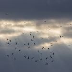 Besinnliche Augenblicke im Advent