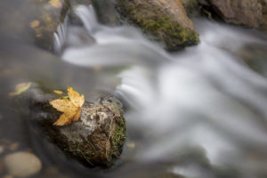 Herbstblatt im Fluss