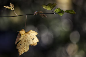 Herbst - Loslassen und Veränderung